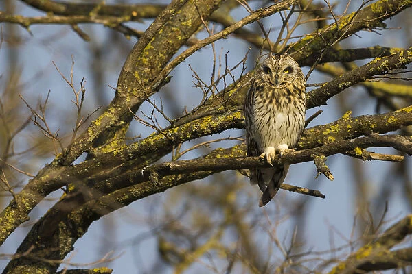 Short-eared Owl, Asio flammeus, Italy