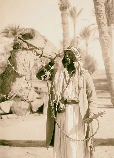Sinai Red Sea Tor Wady Hebran Feeding camel palm