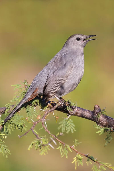 Singing Gray Catbird