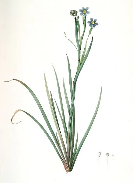 Sisyrinchium Bermudiana, Sisrinche bermudienne, Blue-eyed grass, Redoute, Pierre Joseph