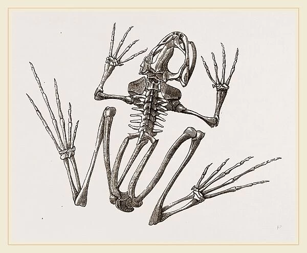 Skeleton of Common Frog