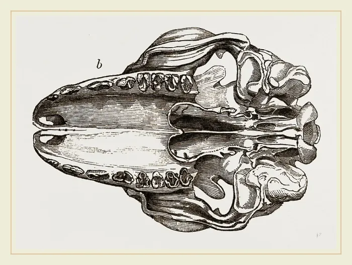 Framed Print : Galeopithecus Temminckii Skull Print Framed Print : Galeopithecus Temminckii Skull Print