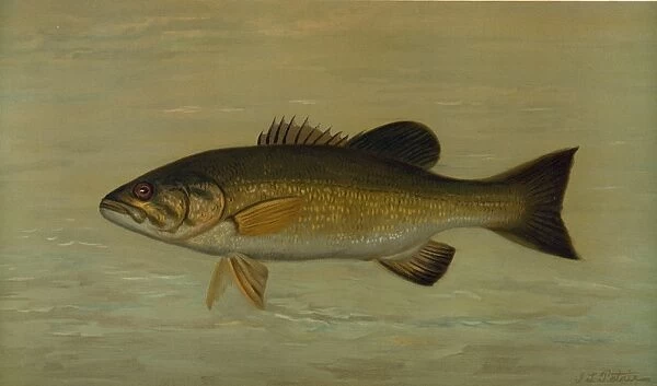 The Small-Mouthed Black Bass, Micropterus dolomieu, Harris, William C. (William Charles)