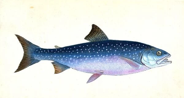 Snipe, or Trumpet-fish, Centriscus Scolopax, 1804, British fishes, Donovan, E. (Edward)