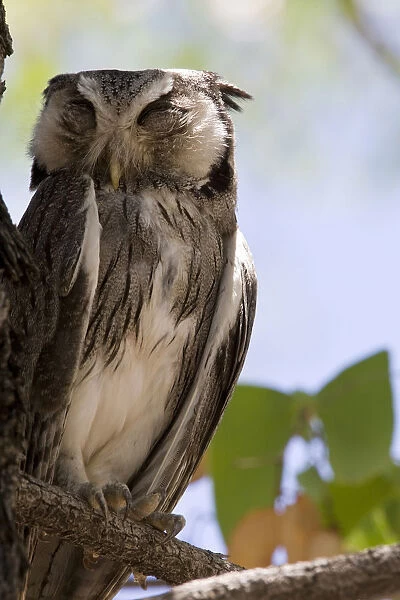 Southern White-faced Owl adult dozing at tree Namibia, Ptilopsis granti