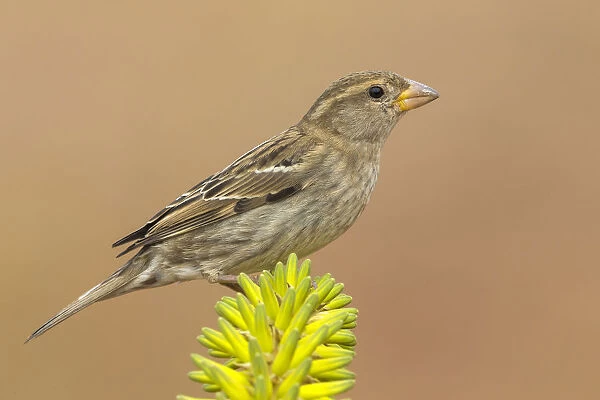 Spanish Sparrow female, Passer hispaniolensis, Capo Verde