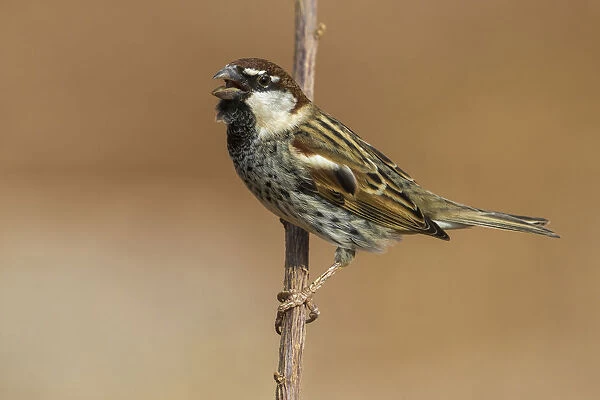 Spanish Sparrow male, Passer hispaniolensis, Capo Verde