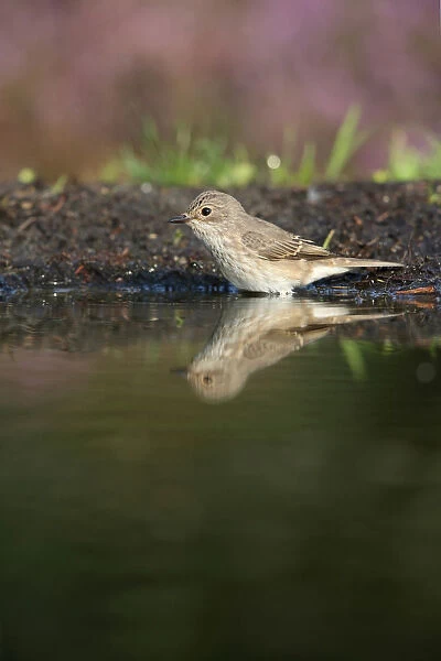 Spotted Flycatcher at drinking site, Muscicapa striata, The Netherlands