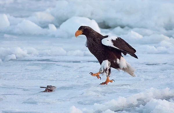 Steller's Sea-eagle on pack-ice