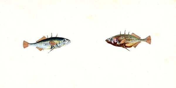 Stickleback, three-spined, Gasterosteus Aculeatus, British fishes, Donovan, E. (Edward)