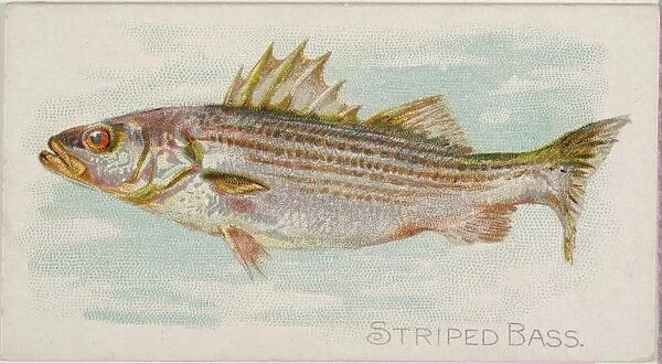 Striped Bass Fish American Waters series N8 Allen & Ginter Cigarettes Brands