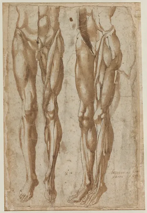 Framed Print : Two Studies of a Flayed Man Print, 1554