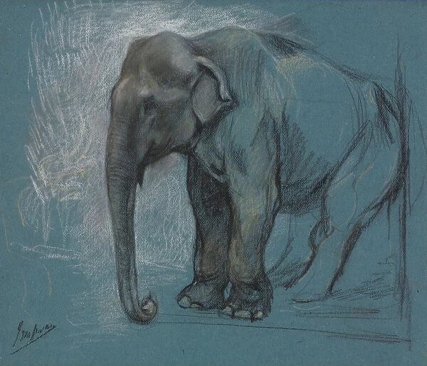 Study Elephant John Macallan Swan British 1847-1910