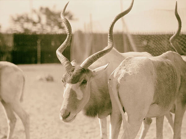 Sudan Khartoum Khartoum Zoo species Antelope