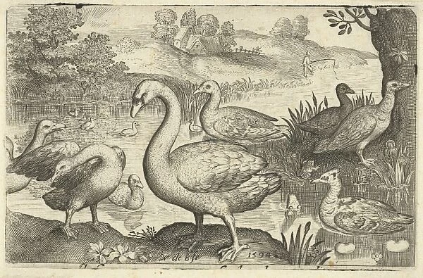 Swan and geese and ducks near the water, print maker: Nicolaes de Bruyn, Nicolaes