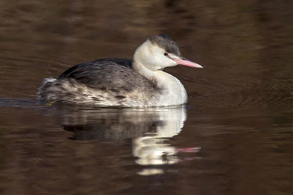Swimming Great Crested Grebe in winterplumage, Podiceps cristatus, Italy
