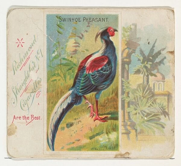 Swinhoe Pheasant Birds Tropics series N38 Allen & Ginter Cigarettes