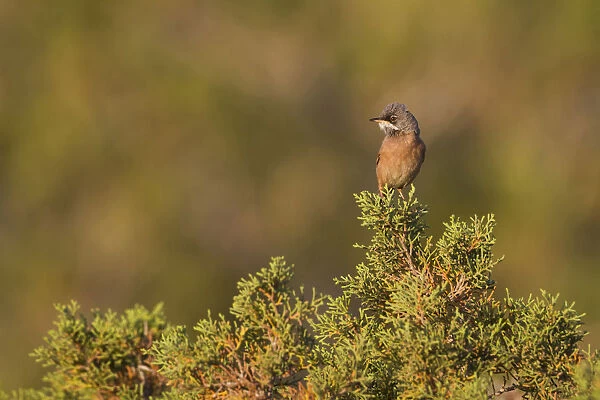 Sylvia conspicillata, Spectacled Warbler, Cyprus