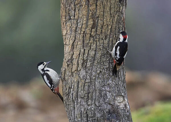 Syrian Woodpecker, Greece Dendrocopos syriacus, Dendrocopos syriacus, Greece