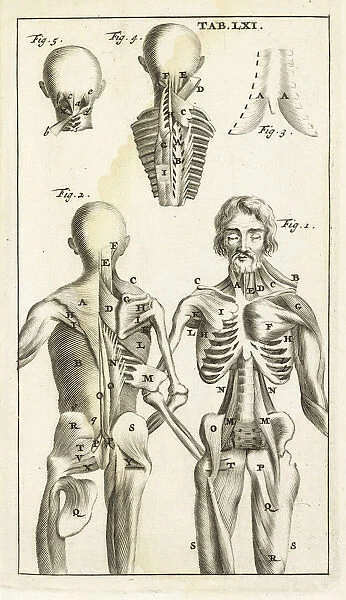 Tab LXI Steph Blancardi Anatomia reformata sive