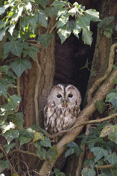 Tawny Owl at daytime roost, The Netherlands