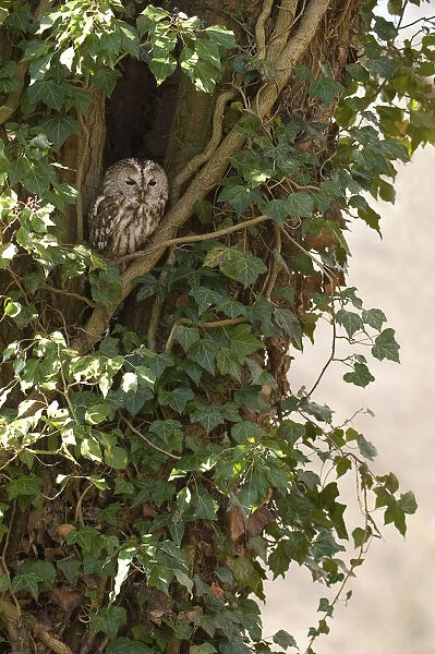 Tawny Owl at daytime roost, The Netherlands