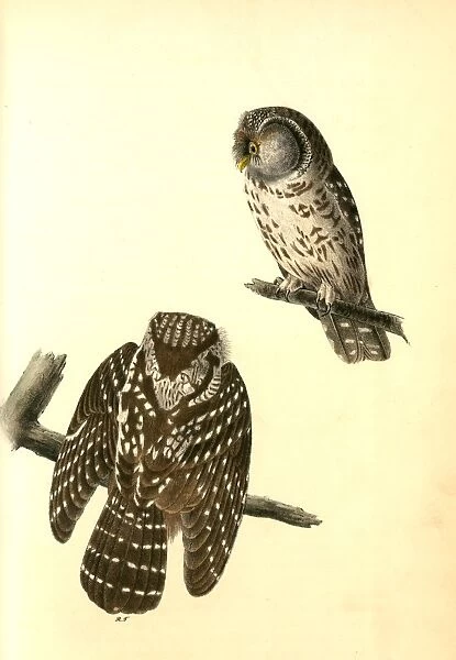 Tengmalms Night-Owl. Audubon, John James, 1785-1851