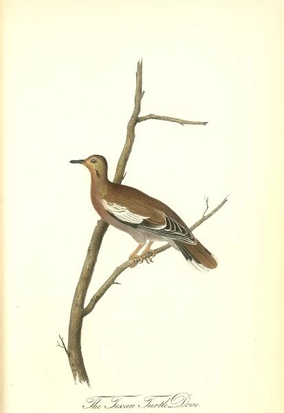 Texan Turtle-Dove. Male. Audubon, John James, 1785-1851