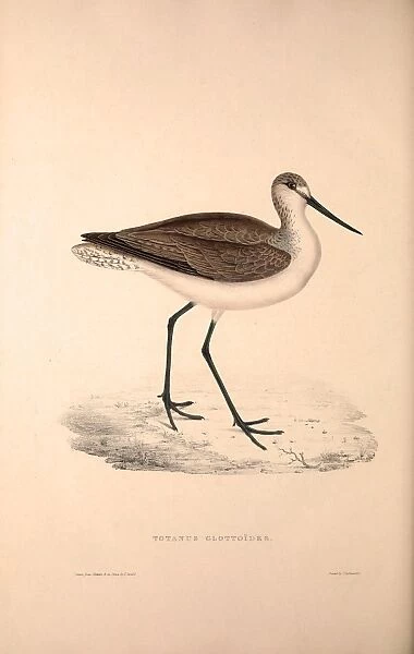 Totanus Glottoides, Common Greenshank. A wader in the large family Scolopacidae