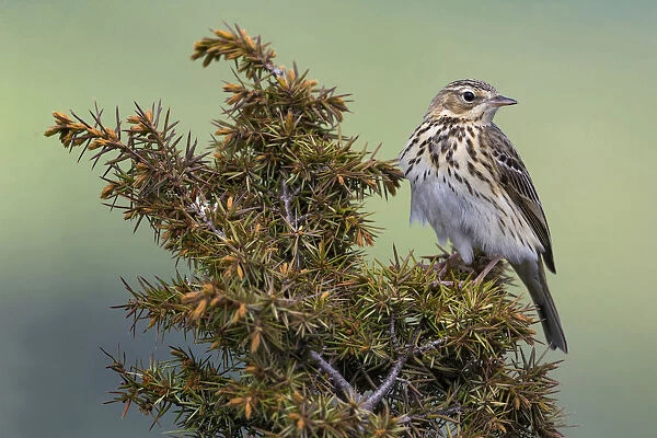 Tree Pipit, Anthus trivialis, Italy