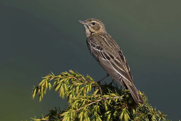 Tree Pipit, Anthus trivialis, Italy