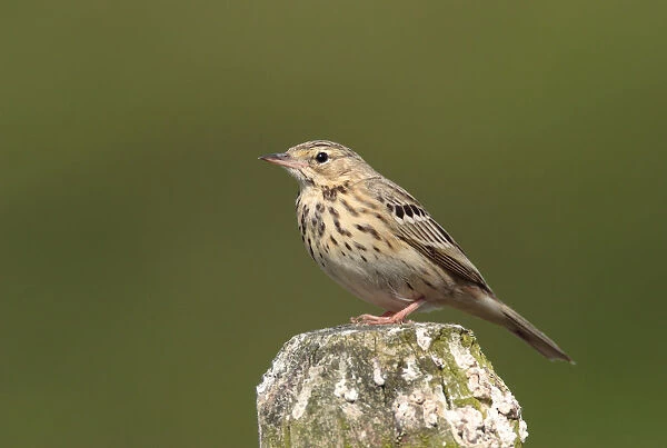 Tree Pipit on a pole, Anthus trivialis