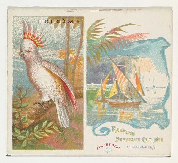 Tri-colored Cockatoo Birds Tropics series N38