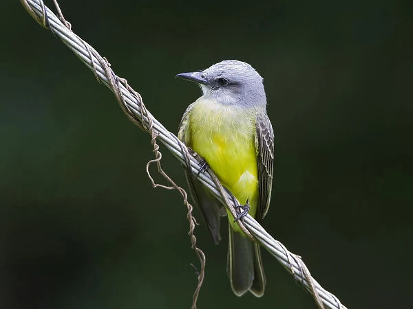Tropical Kingbird perched at wire Tobago, Tyrannus melancholicus