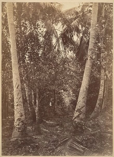 Tropical Scenery Forest Turbo 1871 Albumen silver print
