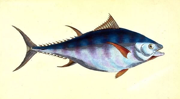 Tunny, Scomber Thynnus, British fishes, Donovan, E. (Edward), 1768-1837, (Author)