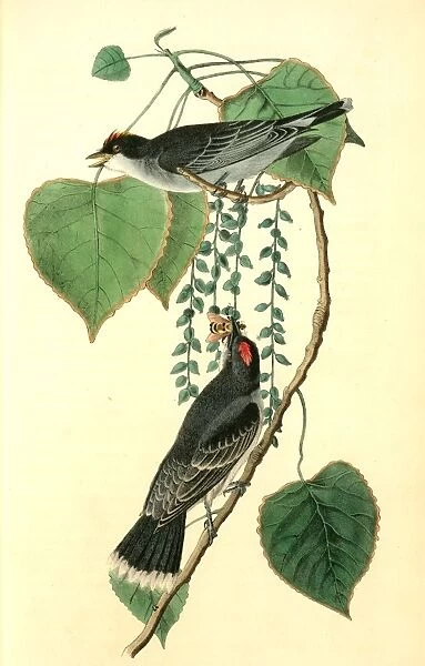 Tyrant Flycatcher or King Bird. (Cotton wood. Populus candicans). Audubon, John James