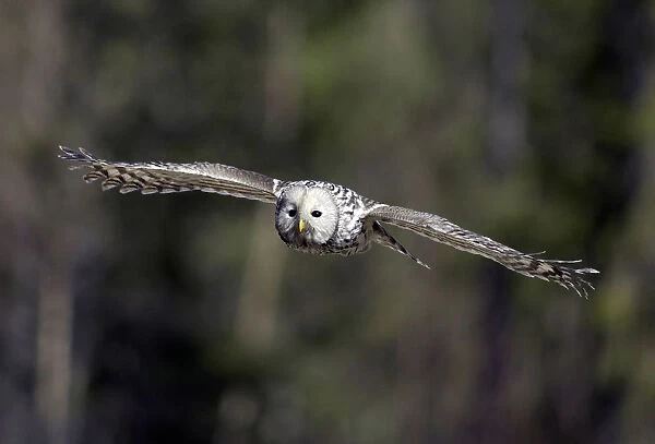 Ural Owl flying, Strix uralensis, Finland