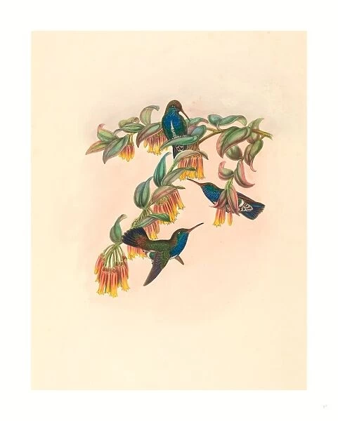 W. Hart (British, active 1851 1898 ), Agyrtria bartletti (Bartletts Emerald)