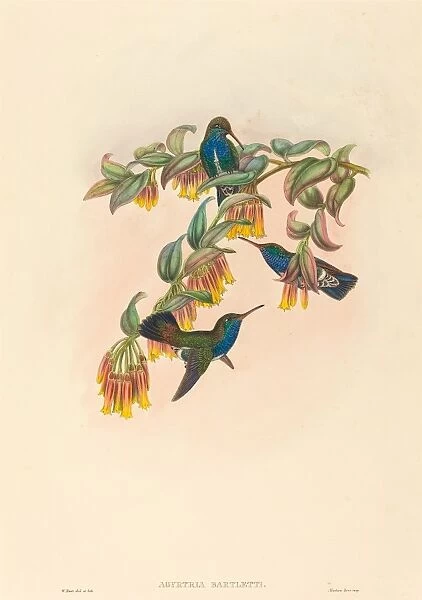 W. Hart (British, active 1851 - 1898), Agyrtria bartletti (Bartletts Emerald)