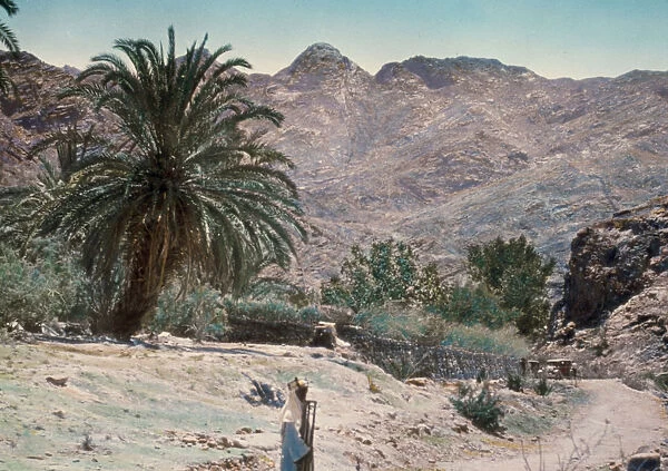 Wady Feiran el Mahrad Peran 1950 Egypt Sinai