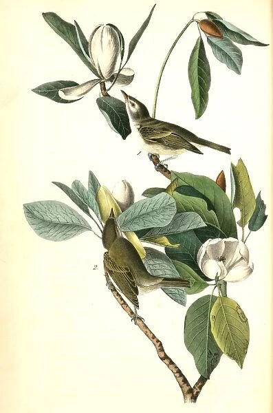 Warbling Vireo, or Greenlet. 1. Male. 2. Female. (Swamp Magnolia. ), Audubon, John James