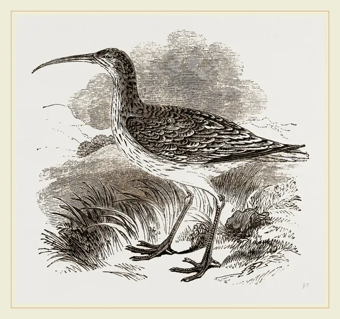 Framed Print : Whimbrel Print by Librifly Framed Print : Whimbrel Print by Librifly