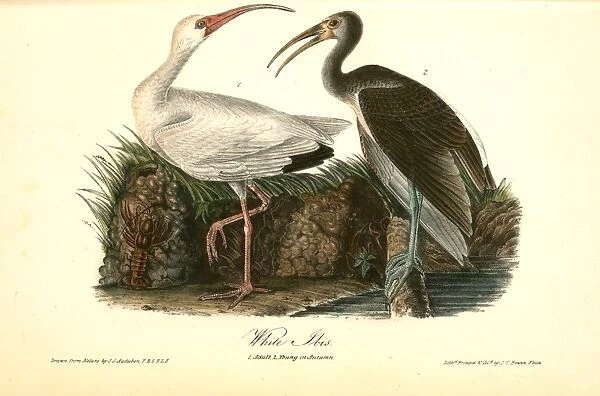 White Ibis. 1. Adult [Male]. 2. Young, second Autumn. Audubon, John James, 1785-1851