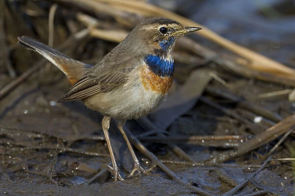 White-Spotted Bluethroat perched on ground, Luscinia svecica, Italy