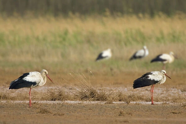 White Stork on migration, Ciconia ciconia