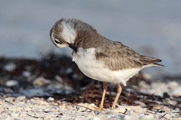 Wilsons Plover female Mexico, Mexico