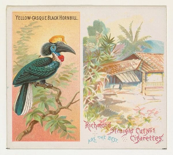 Yellow-Casque Black Hornbill Birds Tropics series