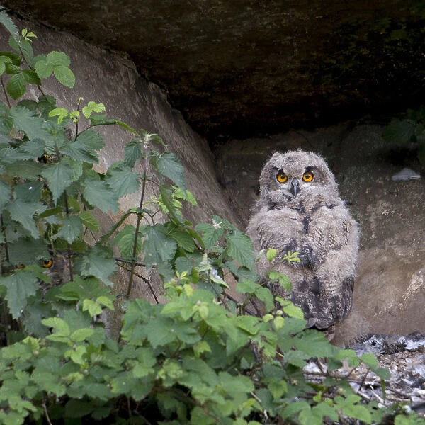 Young Eurasian Eagle-Owl on nest, Bubo bubo, Germany