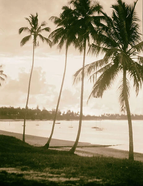Zanzibar Sunset grove royal palms 1936 Tanzania